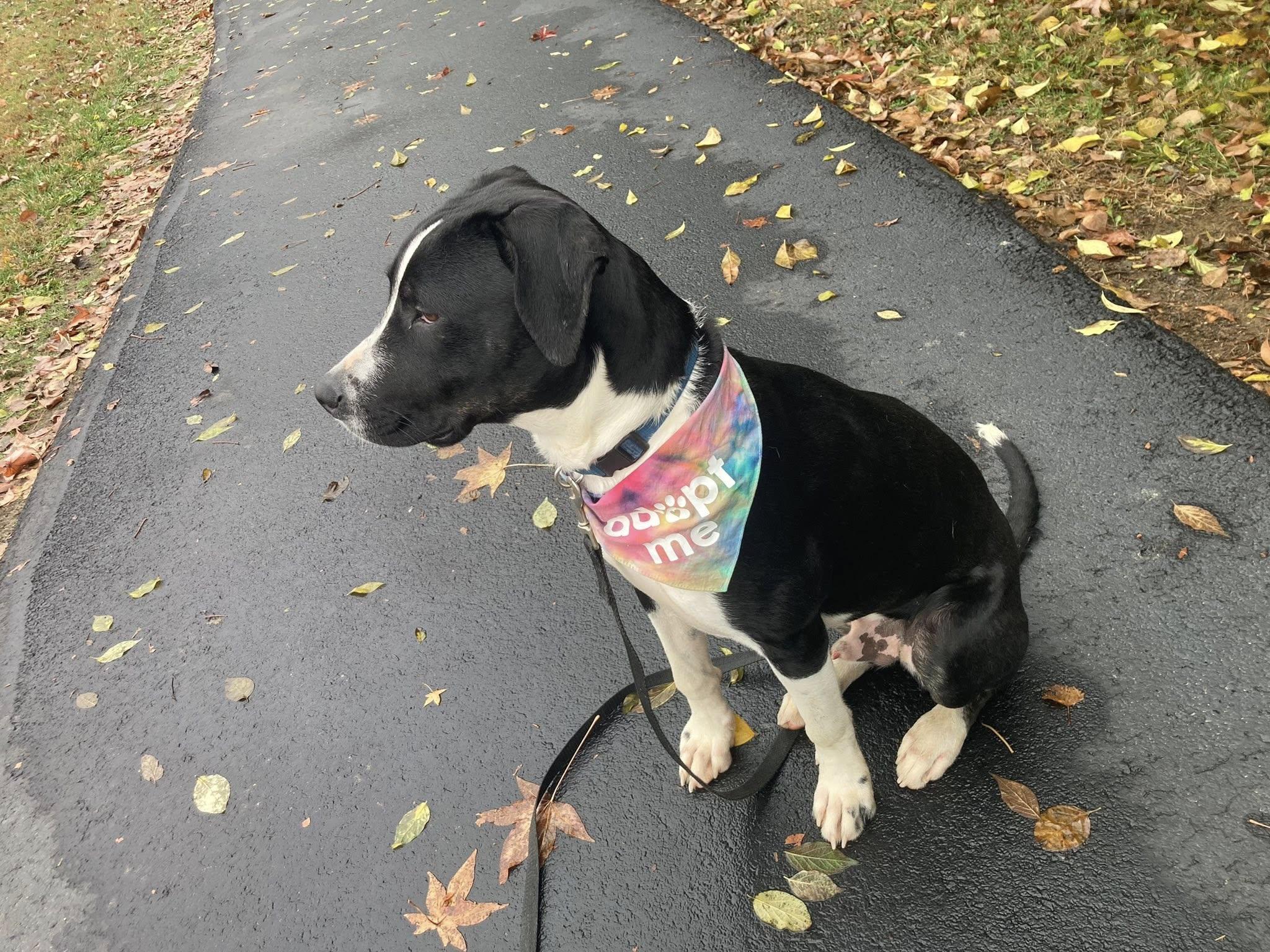 Enlarge RASCAL, a Adoptable Labrador Retriever in Jeffersonville, IN image 1/5
