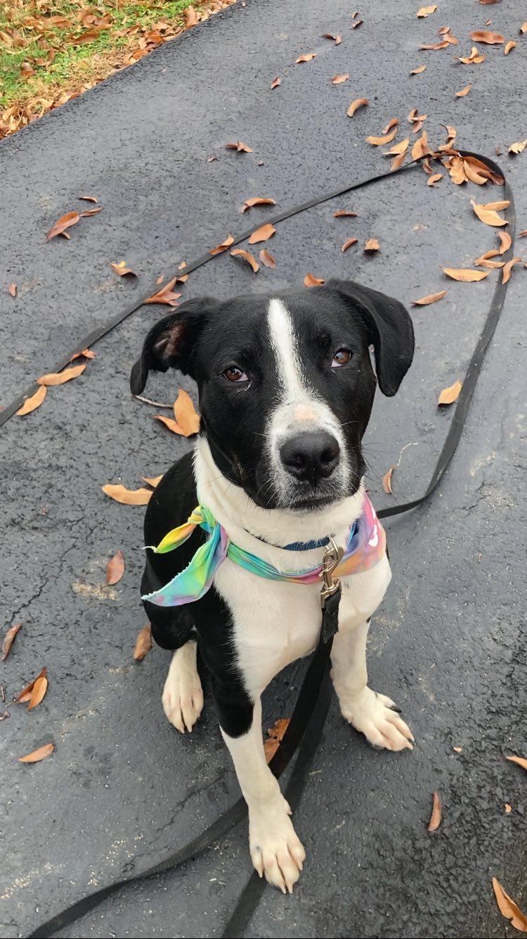 Enlarge RASCAL, a Adoptable Labrador Retriever in Jeffersonville, IN image 2/5