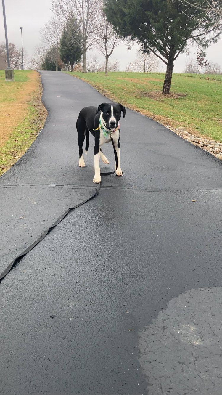 Enlarge RASCAL, a Adoptable Labrador Retriever in Jeffersonville, IN image 3/5