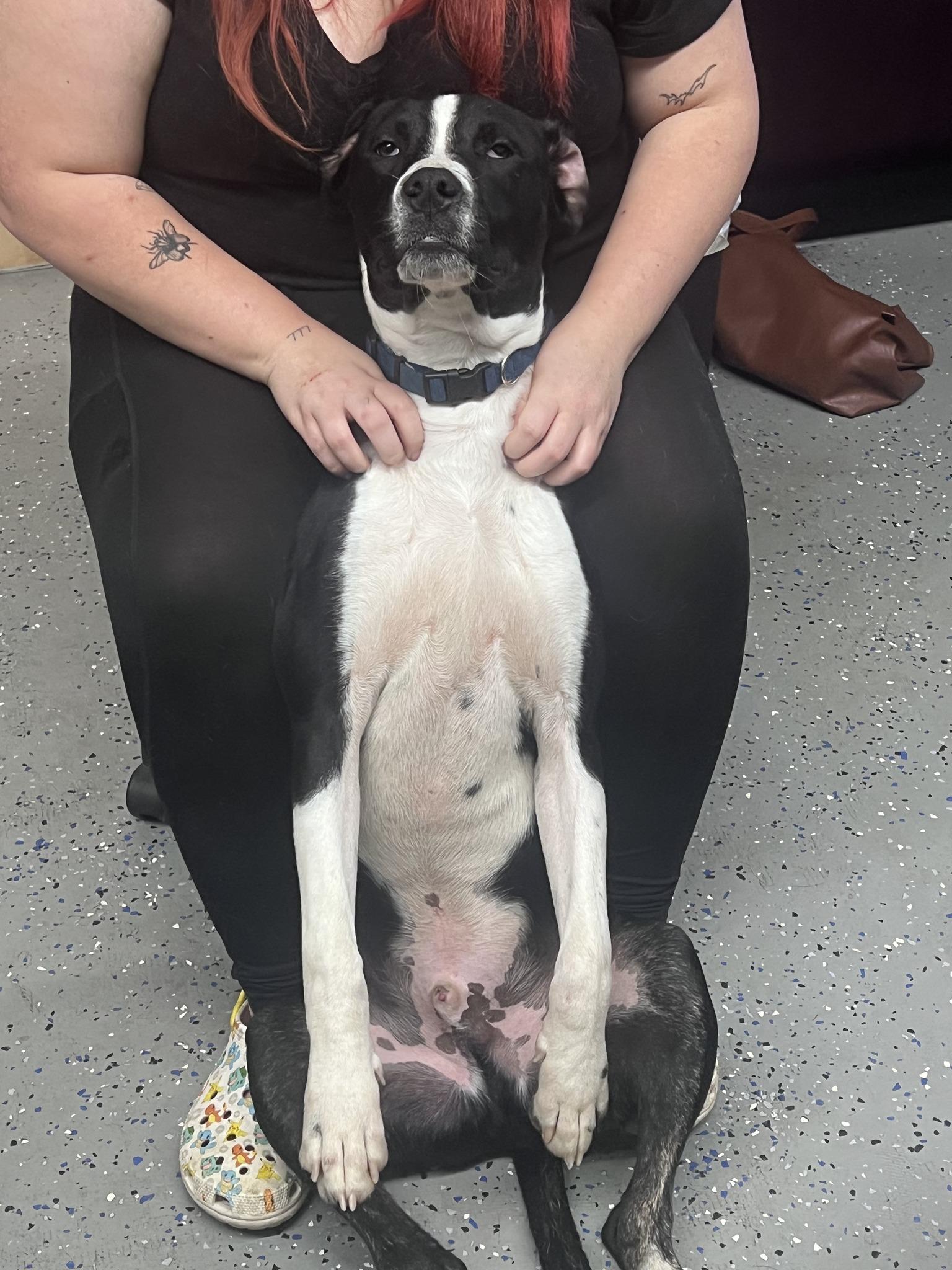 Enlarge RASCAL, a Adoptable Labrador Retriever in Jeffersonville, IN image 5/5