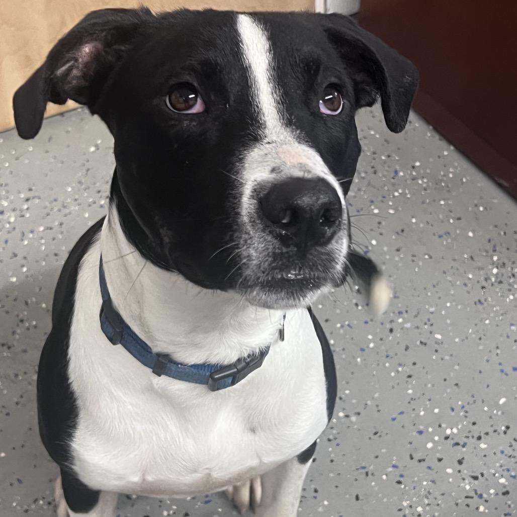 Enlarge RASCAL, a Adoptable Labrador Retriever in Jeffersonville, IN image 4/5