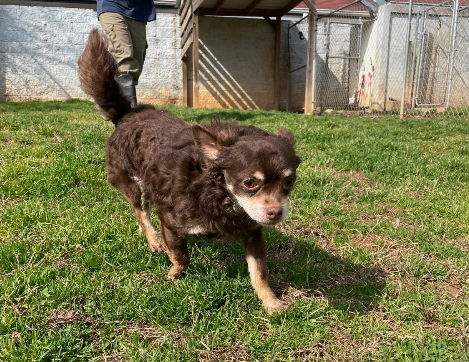 Tadpole, an adopted Chihuahua in Sautee Nacoochee, GA image 3/3