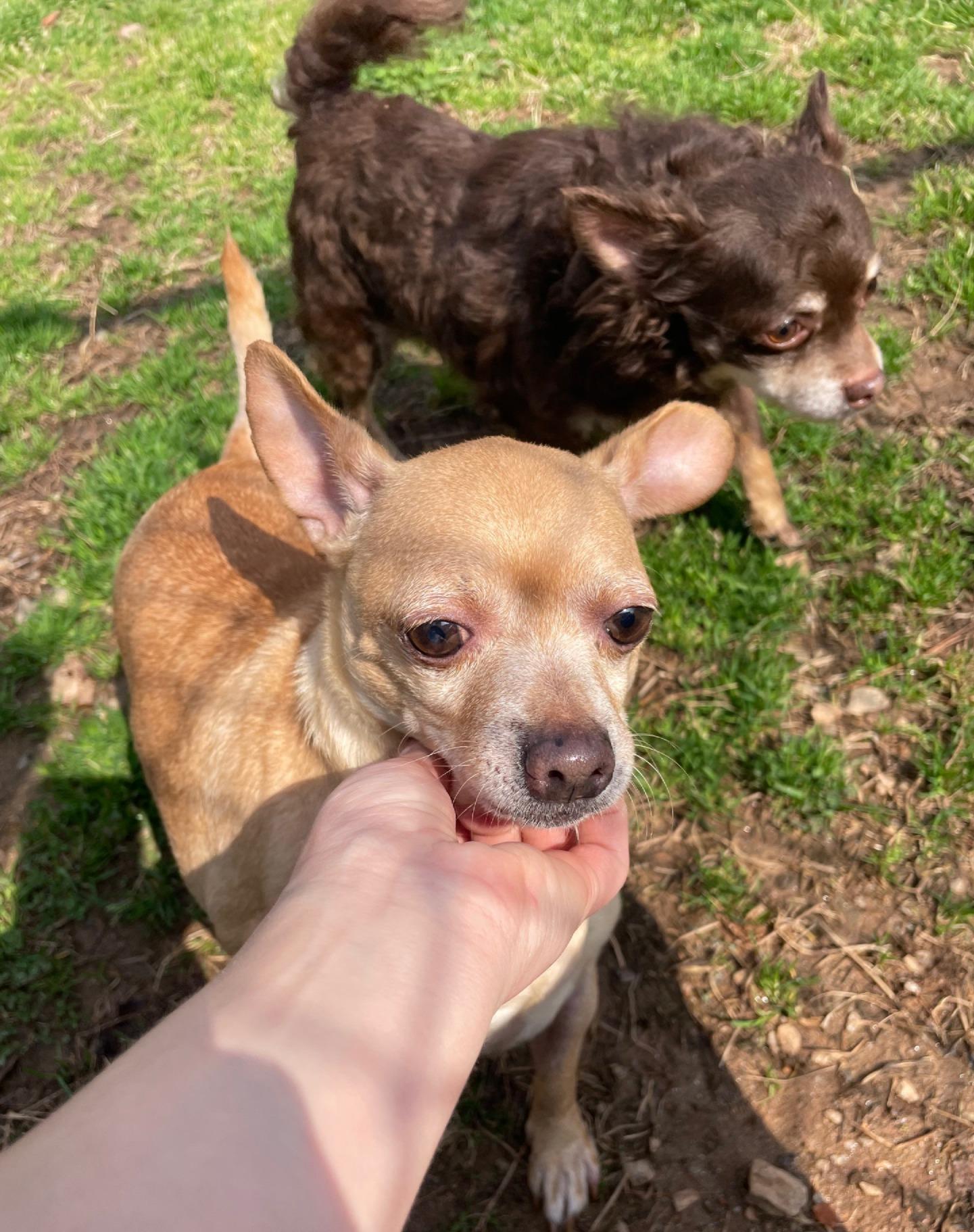 Tadpole, an adopted Chihuahua in Sautee Nacoochee, GA image 2/3