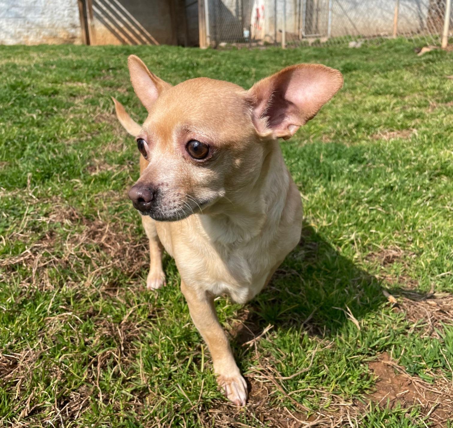 Tadpole, an adopted Chihuahua in Sautee Nacoochee, GA image 1/3