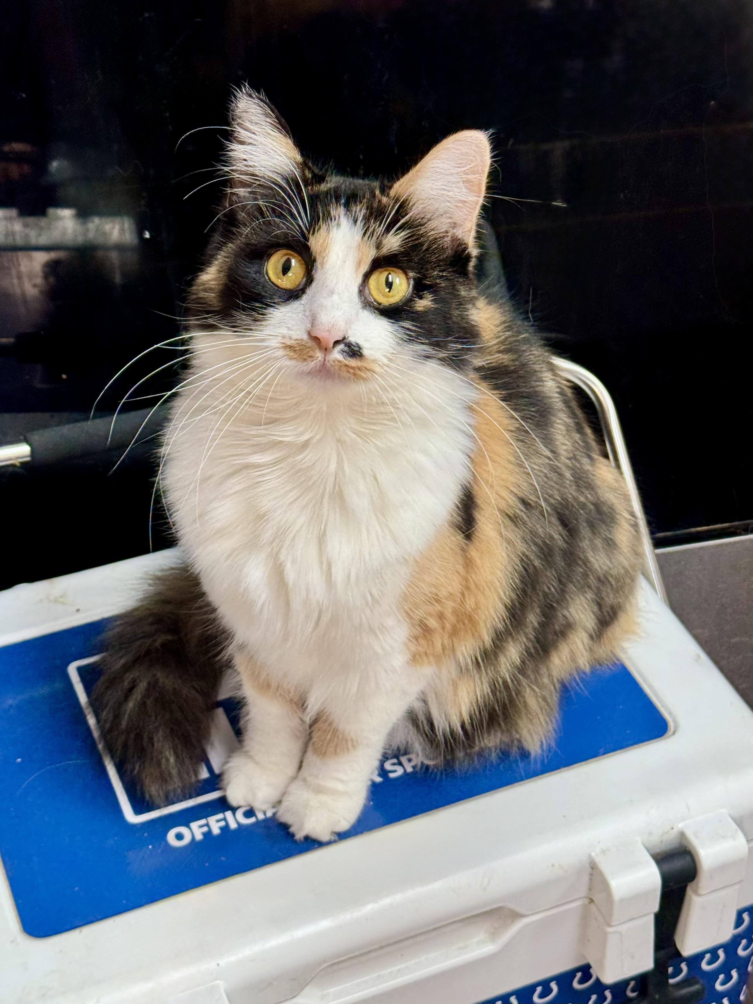 Enlarge Ginger, an adopted Domestic Long Hair in Indianapolis, IN image 1/1