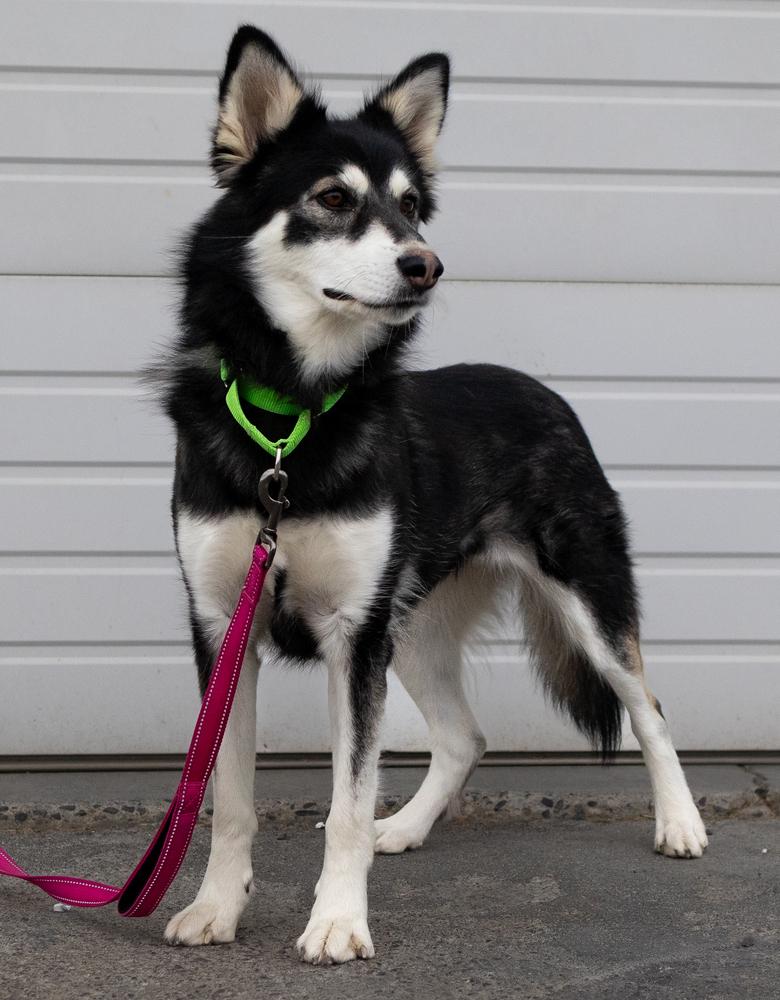 Enlarge Misty, a Adoptable mixed breed in Moses Lake, WA image 1/4