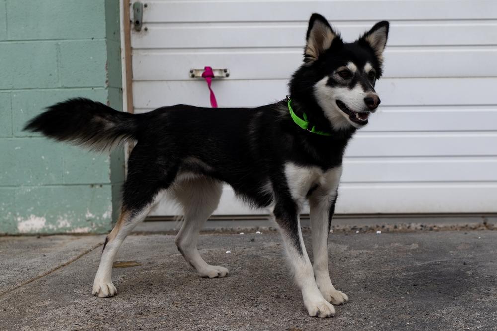Enlarge Misty, a Adoptable mixed breed in Moses Lake, WA image 2/4