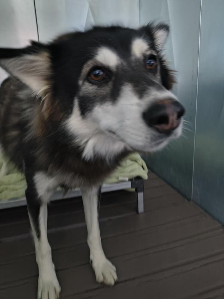 Enlarge Misty, a Adoptable mixed breed in Moses Lake, WA image 3/4