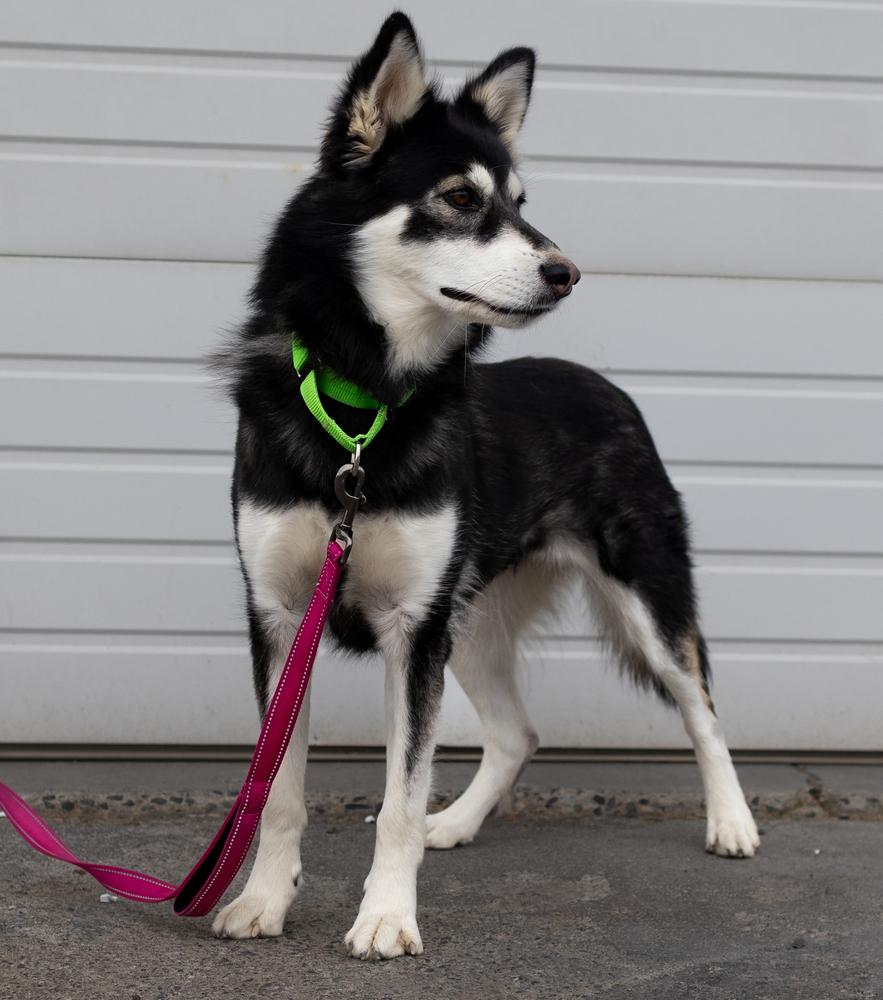 Enlarge Misty, a Adoptable mixed breed in Moses Lake, WA image 4/4