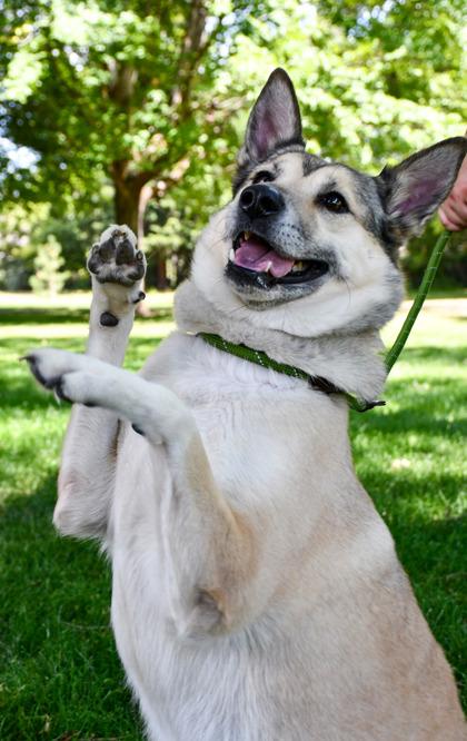 Spila, Adoptable, Adult Female Siberian Husky & German Shepherd Dog.