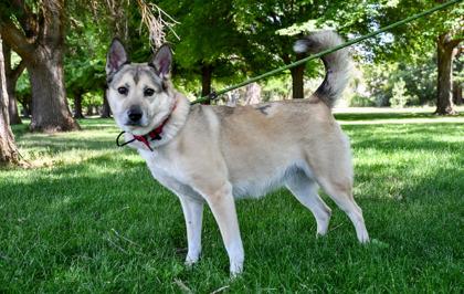 Enlarge Spila, a Adoptable mixed breed in Yakima, WA image 2/3