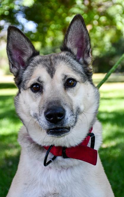 Enlarge Spila, a Adoptable mixed breed in Yakima, WA image 3/3