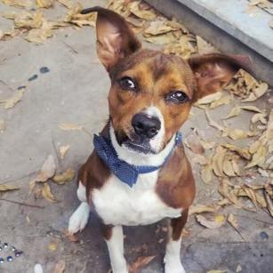 Jimmy, a Adoptable mixed breed in San Antonio, TX image 1/6