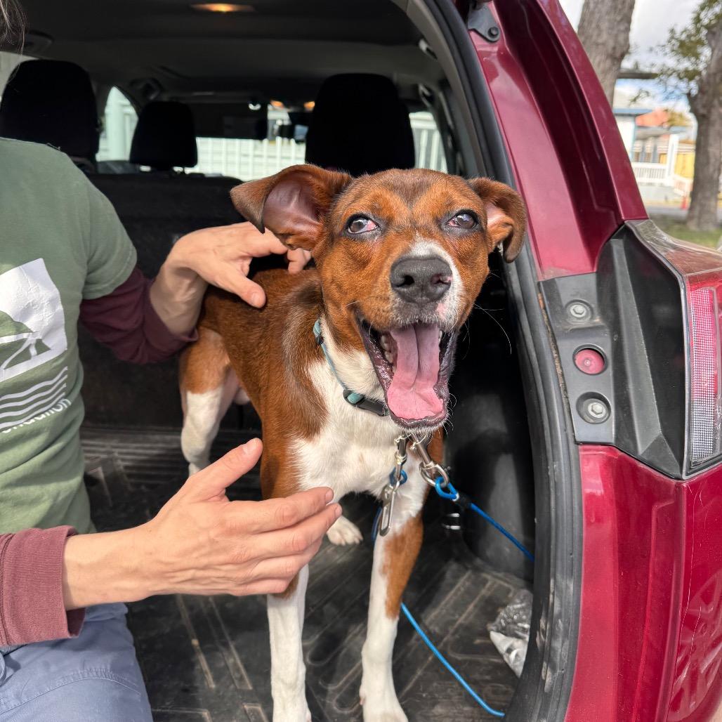 Jimmy, a Adoptable mixed breed in San Antonio, TX image 2/6