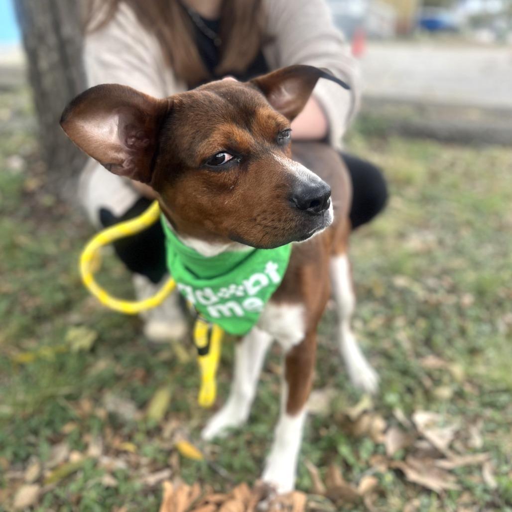 Jimmy, a Adoptable mixed breed in San Antonio, TX image 3/6