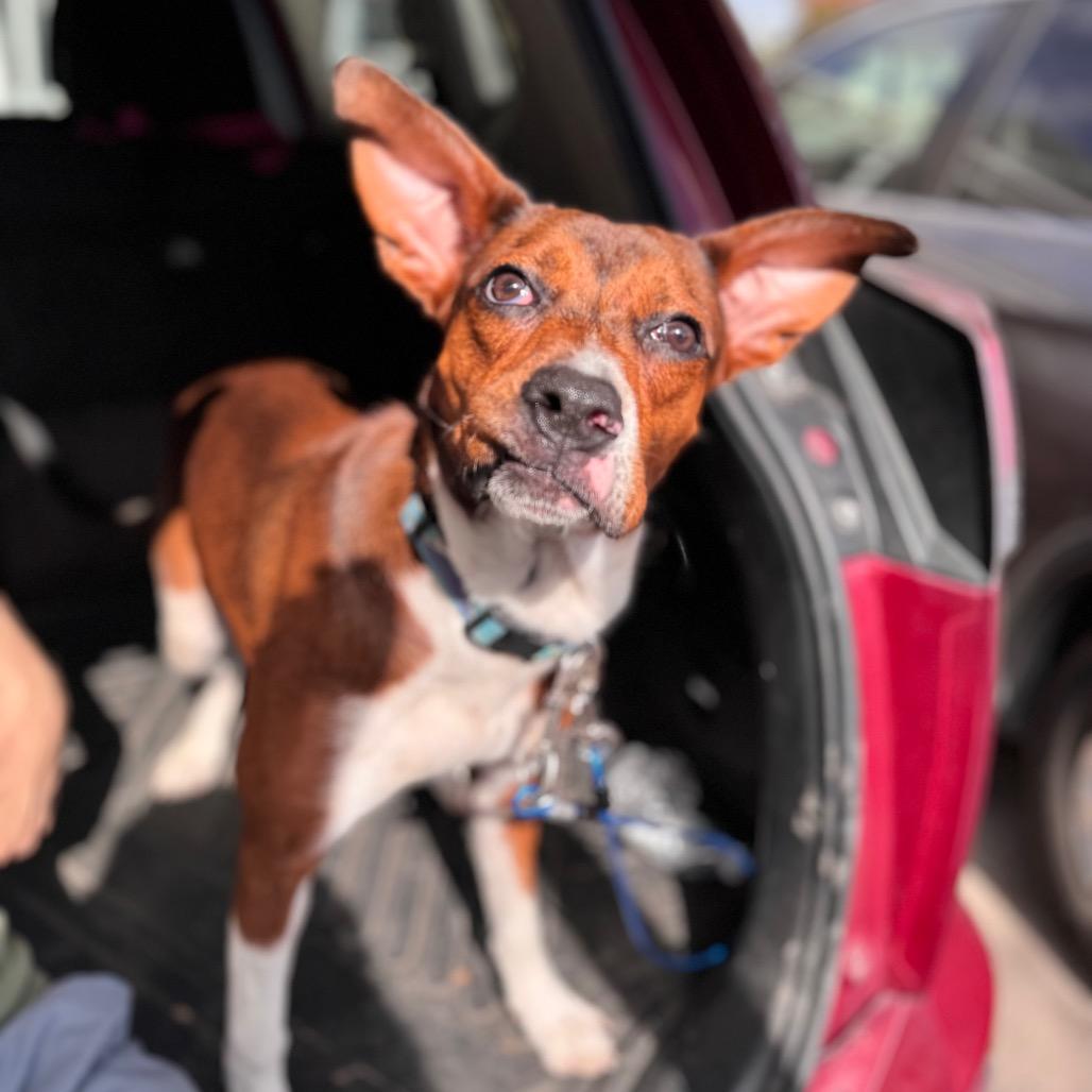Jimmy, a Adoptable mixed breed in San Antonio, TX image 4/6