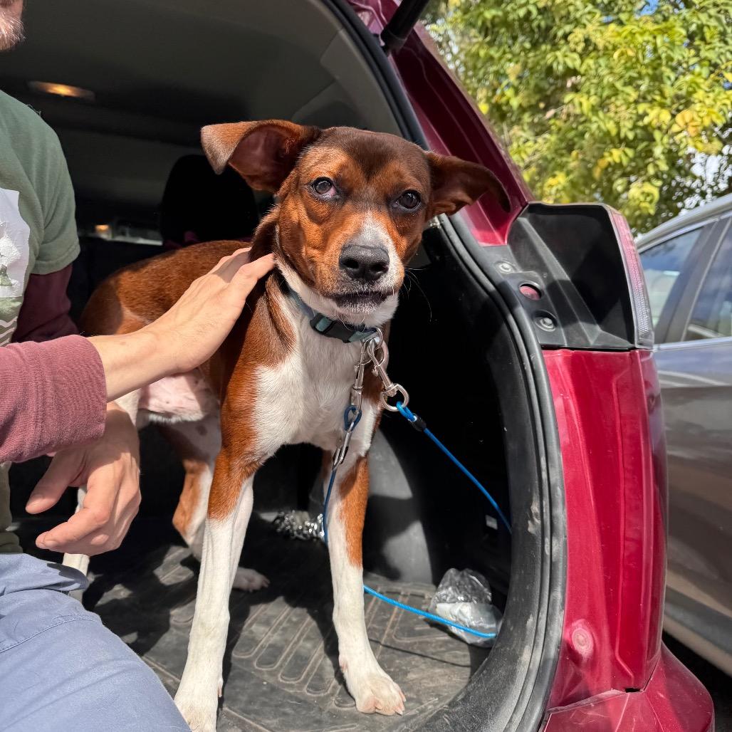 Jimmy, a Adoptable mixed breed in San Antonio, TX image 5/6