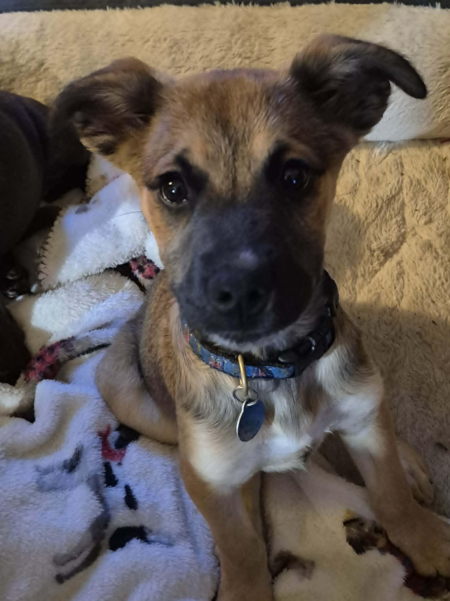 Enlarge Lenny, a ADOPTABLE mixed breed in Byron, IL image 2/5