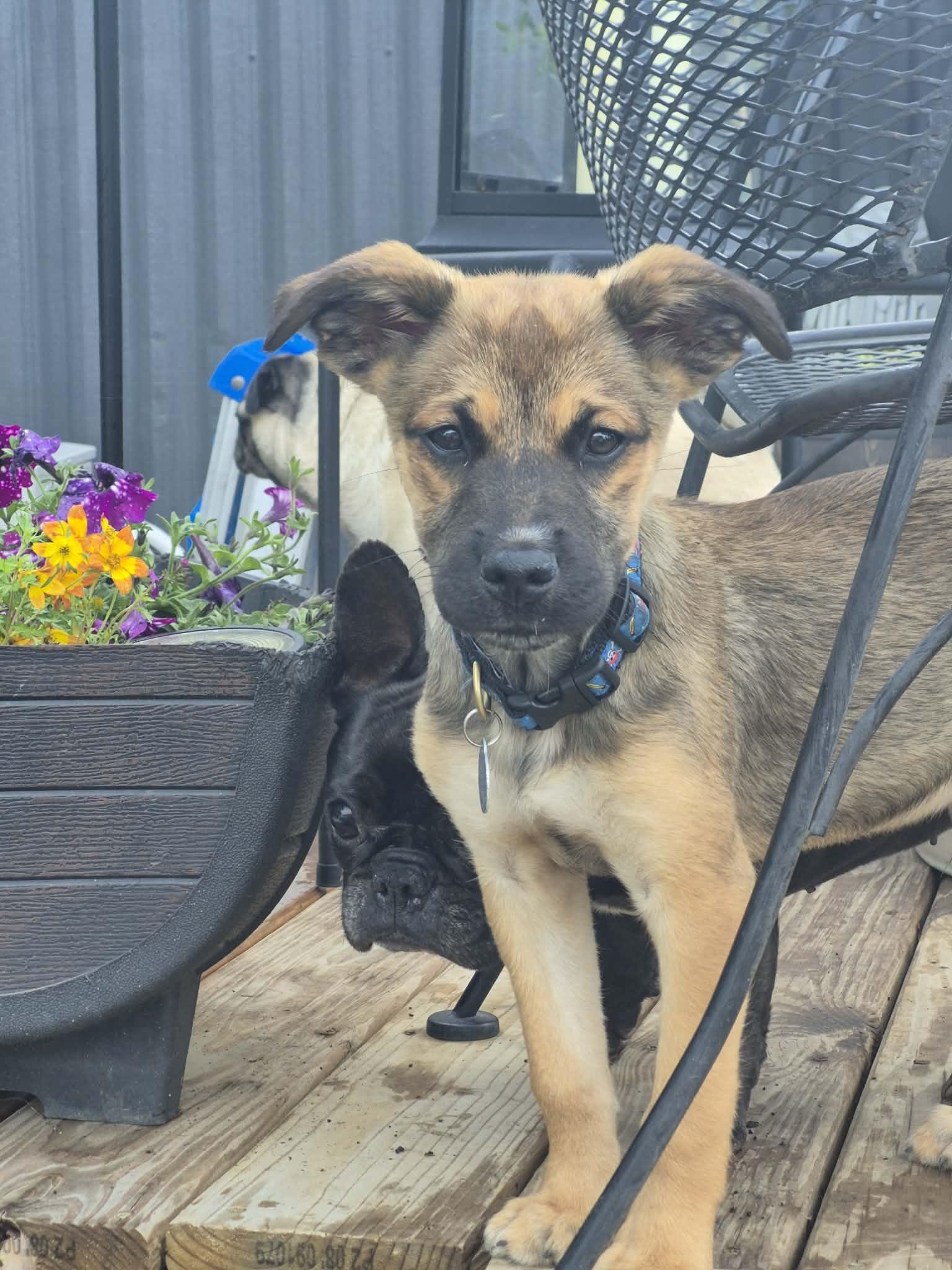 Lenny, ADOPTABLE, Puppy Male German Shepherd Dog & Mixed Breed.