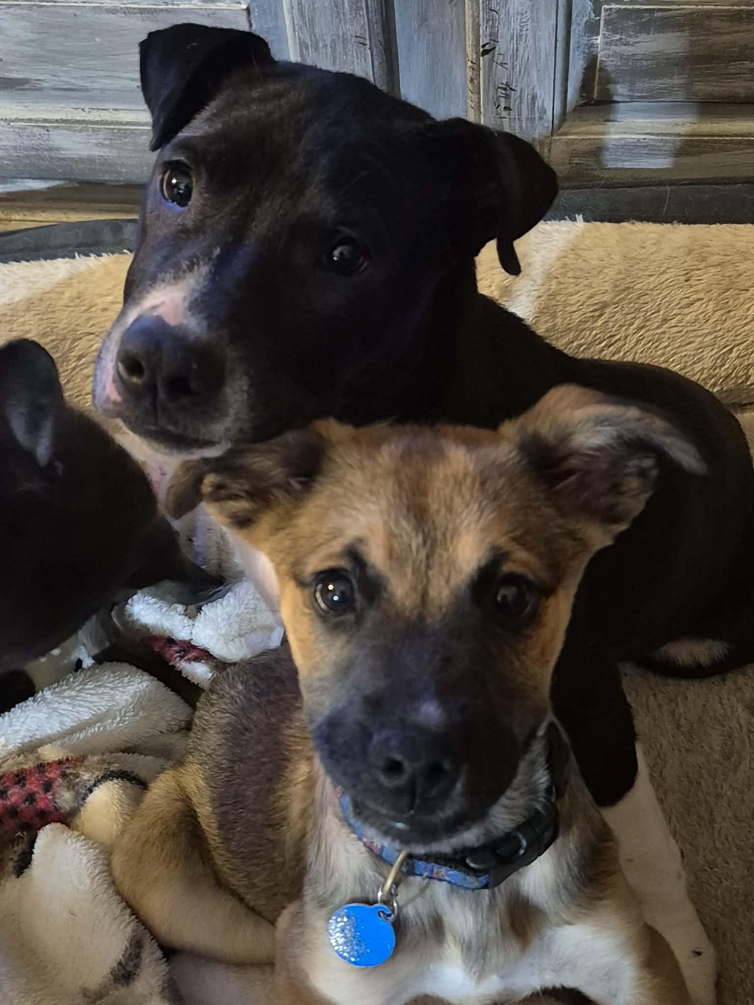 Enlarge Lenny, a ADOPTABLE mixed breed in Byron, IL image 4/5