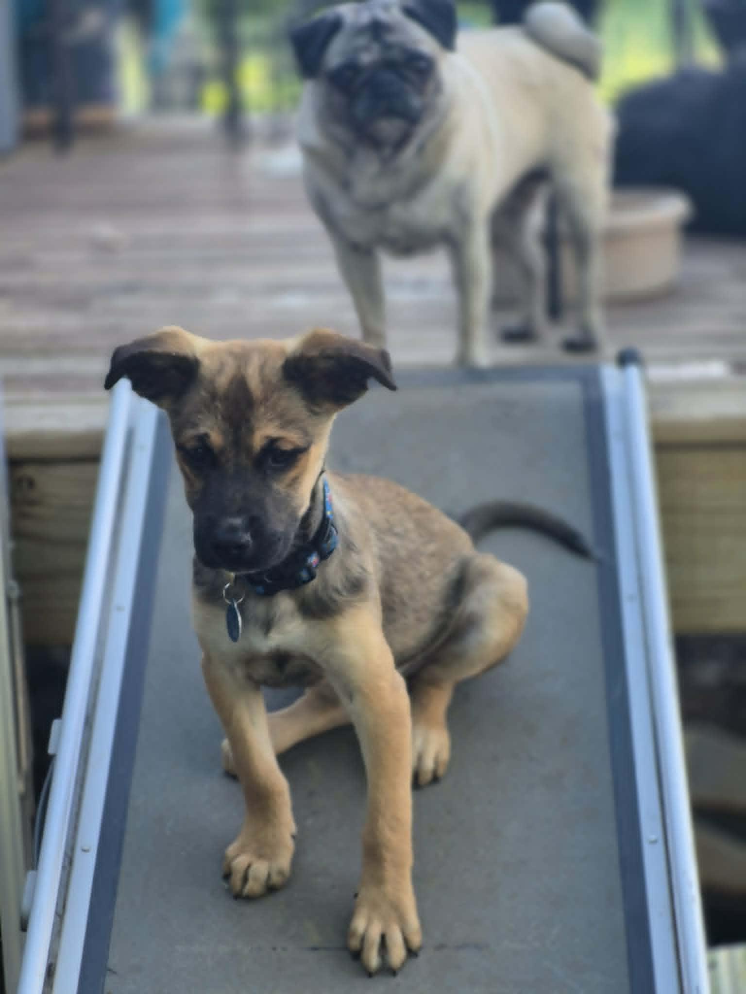 Enlarge Lenny, a ADOPTABLE mixed breed in Byron, IL image 3/5