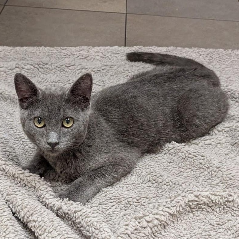 Oliver, an adoptable Domestic Short Hair in Santa Rosa, CA image 3/3