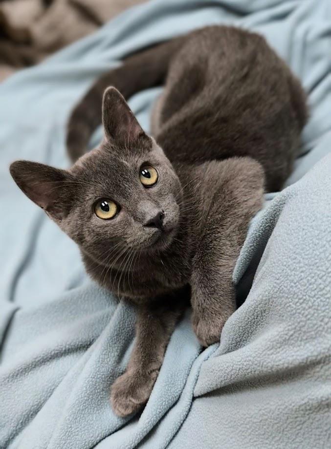 Oliver, an adoptable Domestic Short Hair in Santa Rosa, CA image 2/3