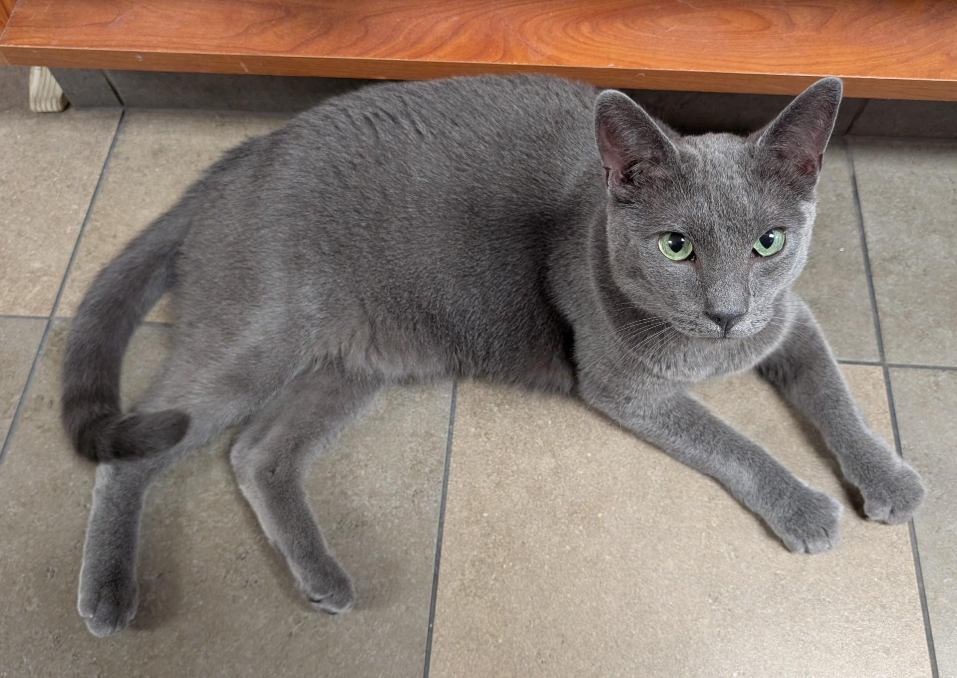 Oliver, an adoptable Domestic Short Hair in Santa Rosa, CA image 2/6