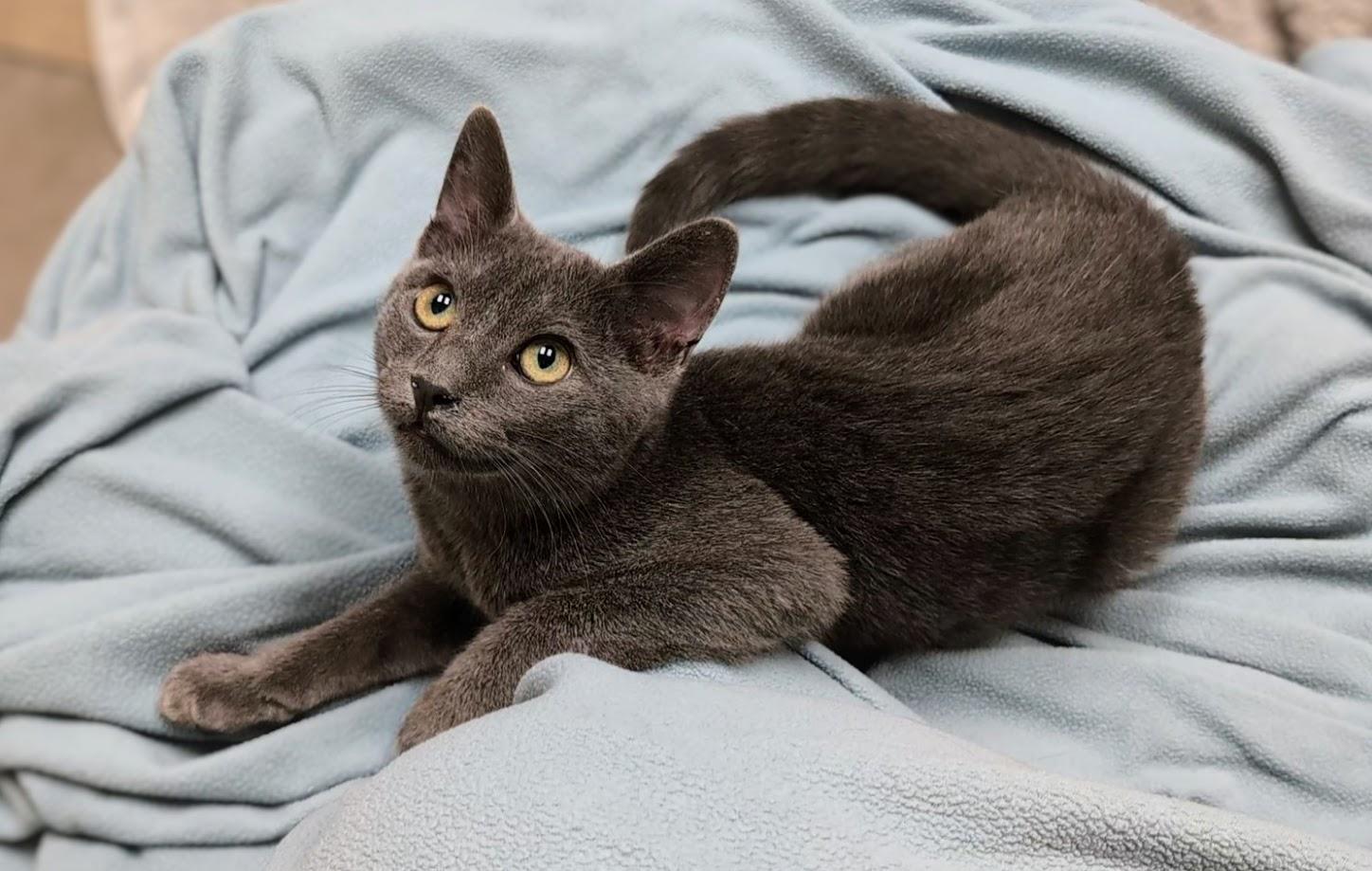 Oliver, adoptable, Young Male Domestic Short Hair.