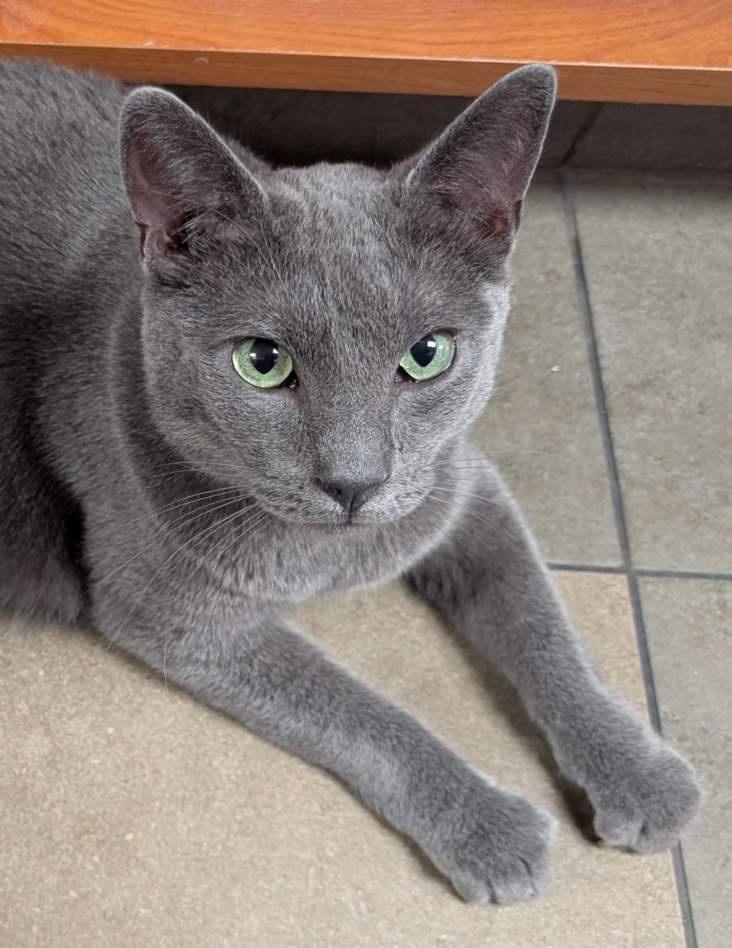 Oliver, an adoptable Domestic Short Hair in Santa Rosa, CA image 1/6