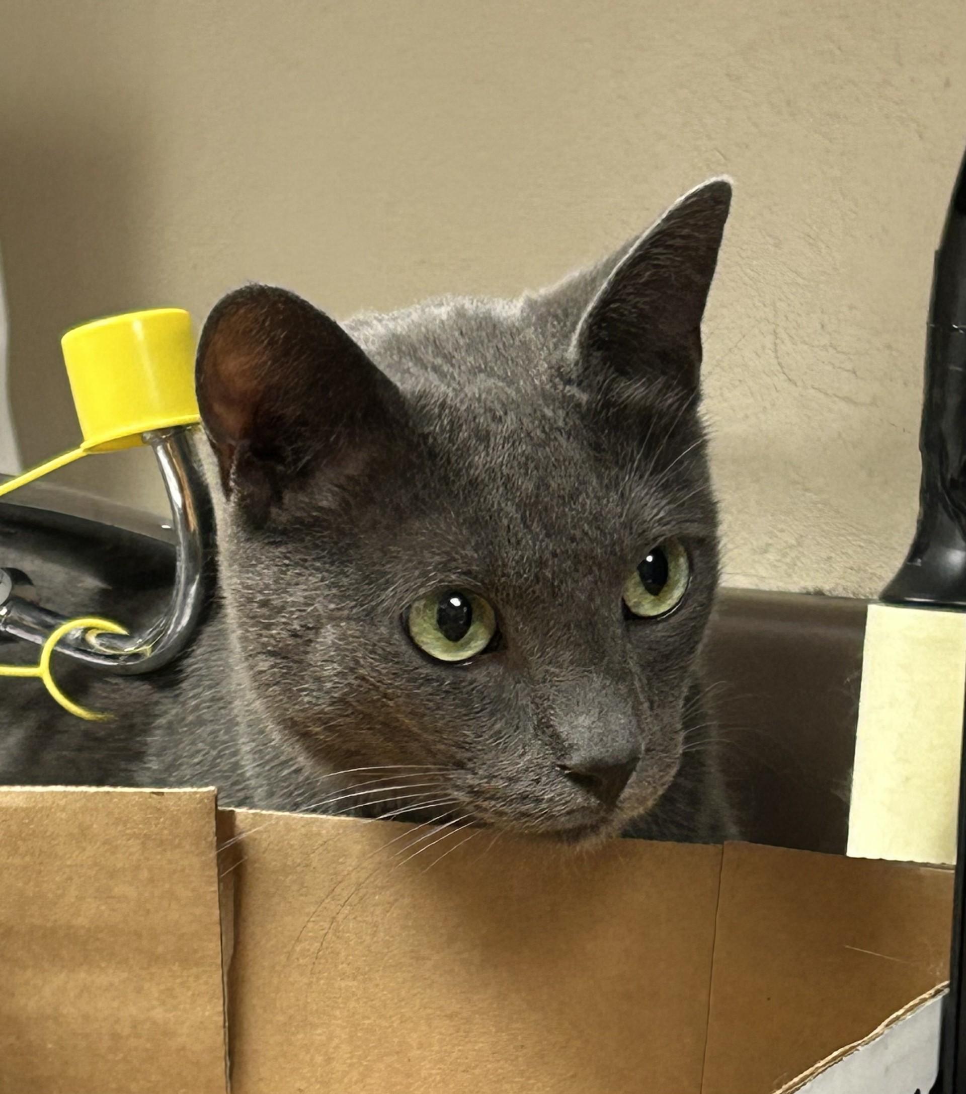 Oliver, an adoptable Domestic Short Hair in Santa Rosa, CA image 4/6