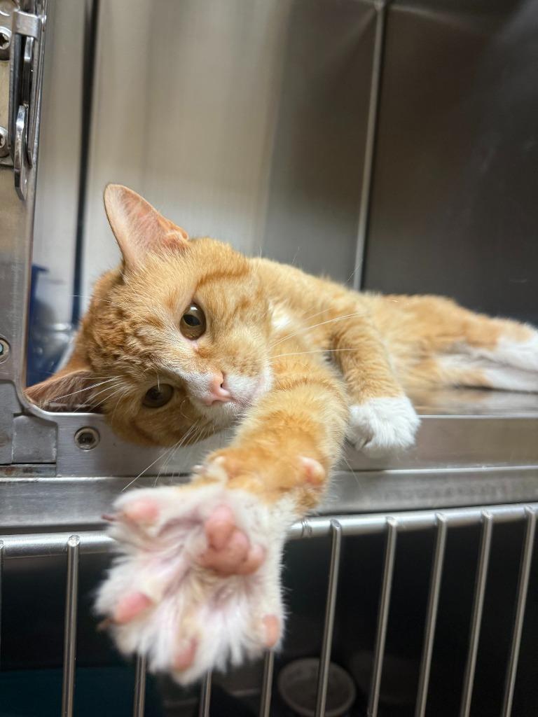 Enlarge Creamsicle, a Adoptable mixed breed in Thayne, WY image 1/1