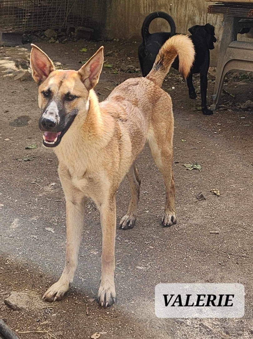 VALERIE, Adoptable, Young Female German Shepherd Dog.