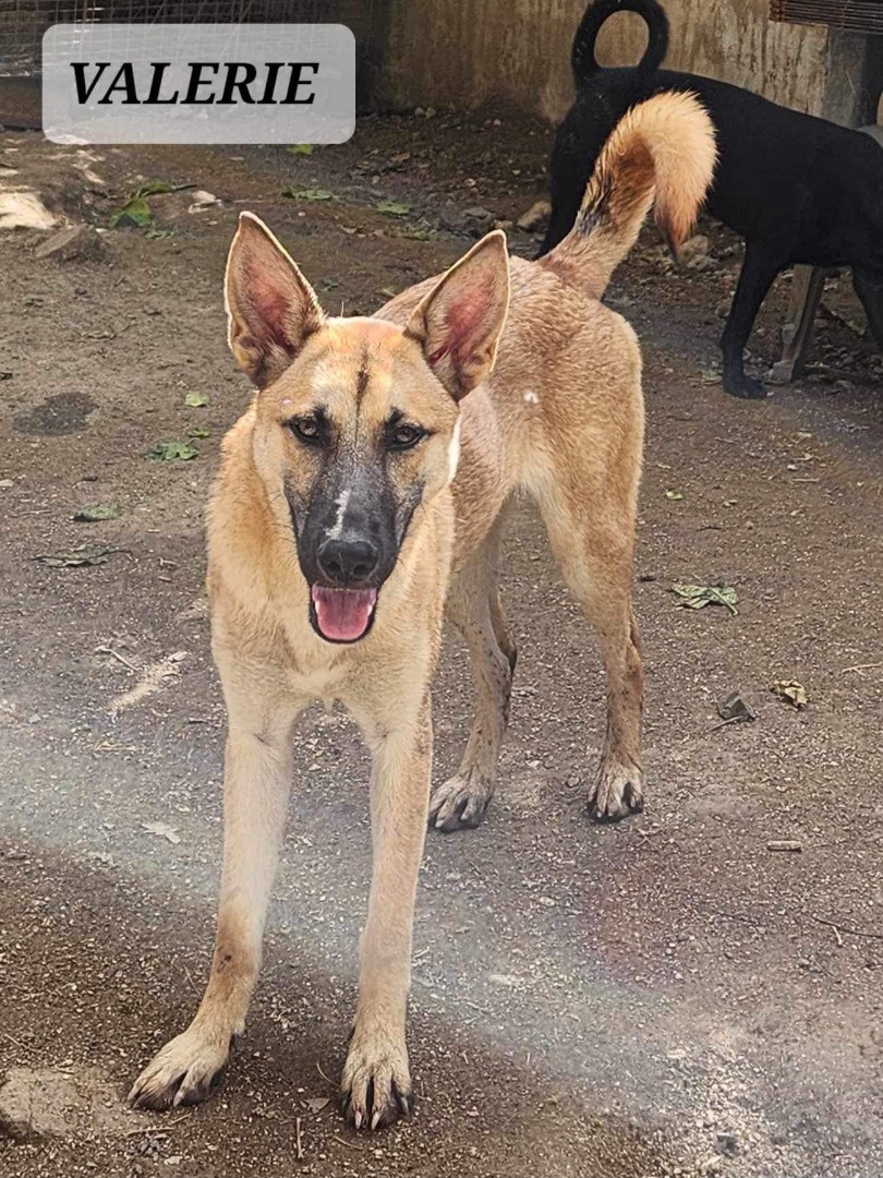VALERIE, a Adoptable mixed breed in Villalba, PR image 3/5