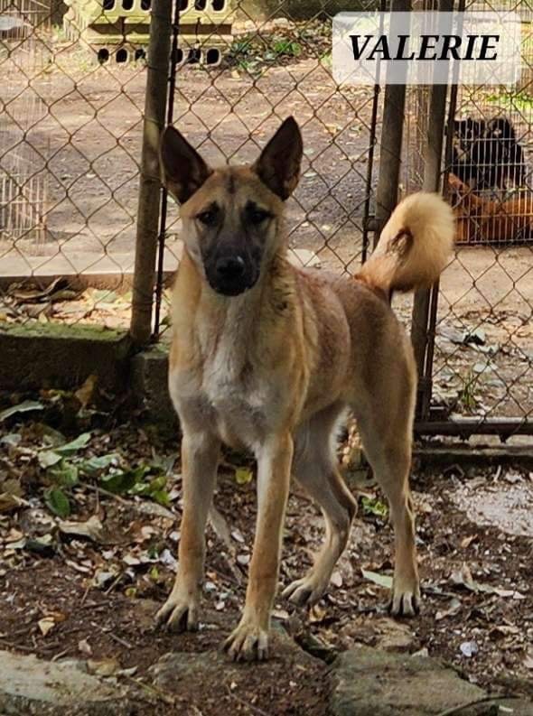 VALERIE, a Adoptable mixed breed in Villalba, PR image 4/5