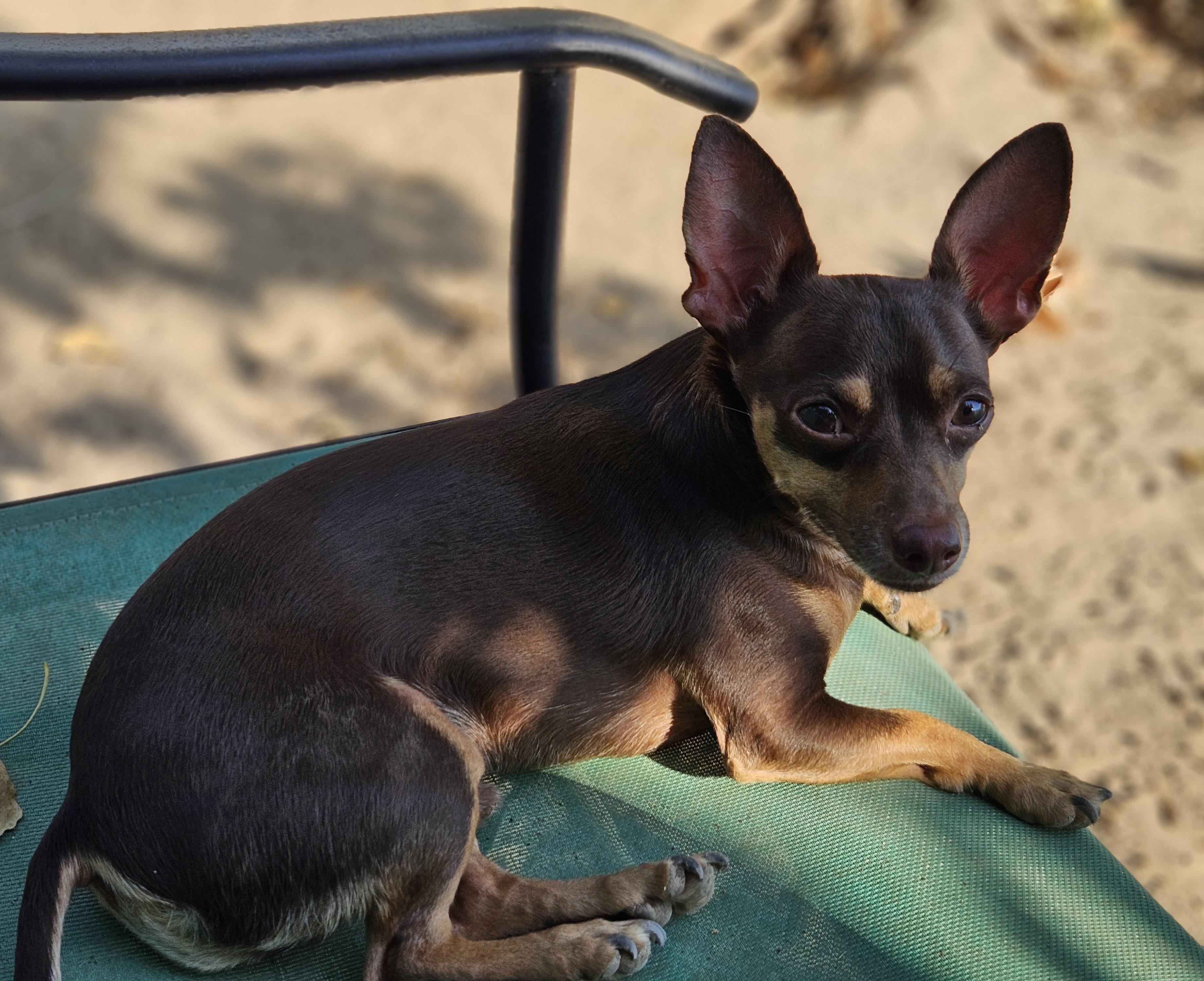 Rocket, Adoptable, Adult Male Miniature Pinscher & Chihuahua.