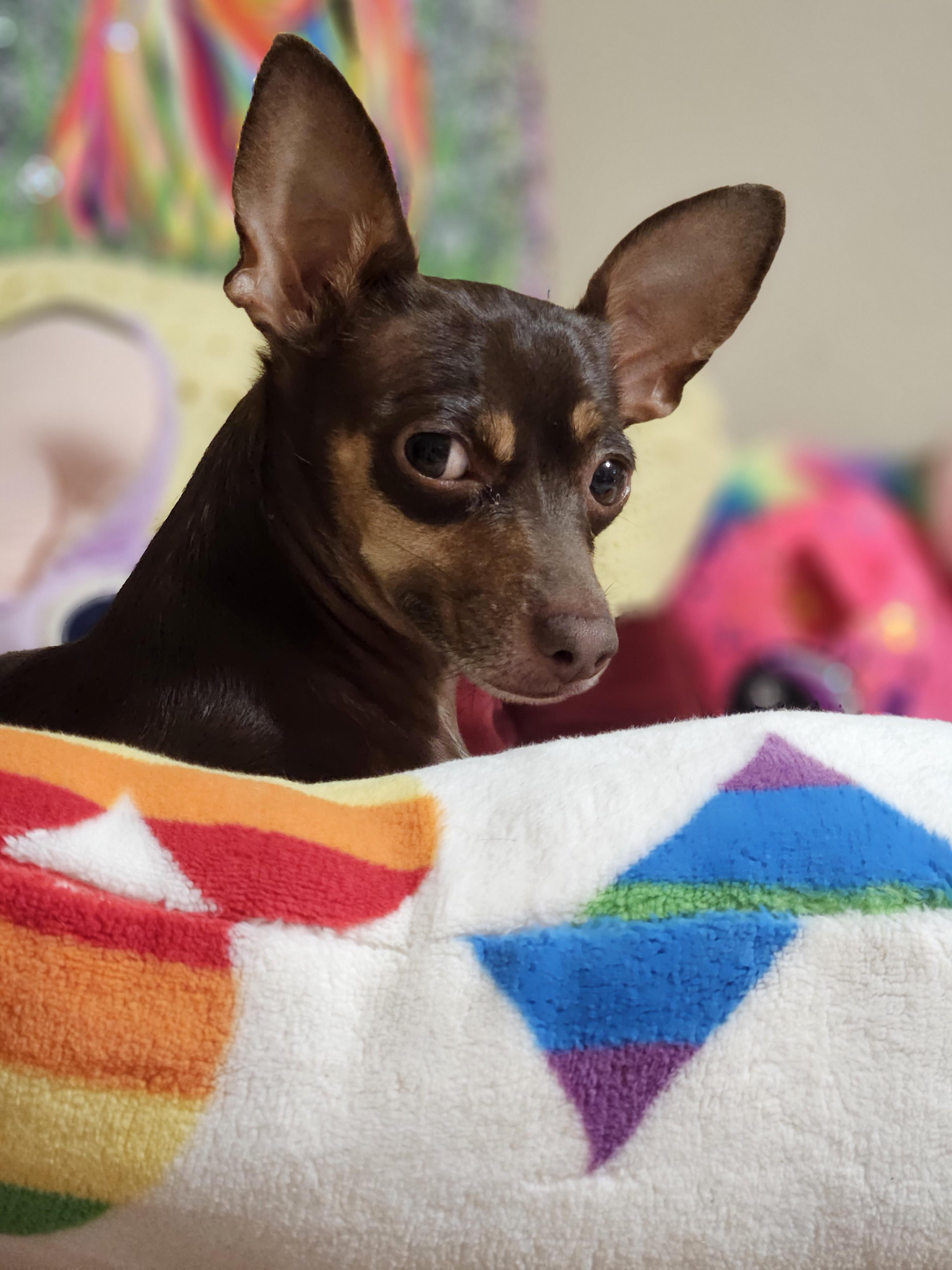 Enlarge Rocket, a Adoptable mixed breed in Selma, CA image 2/4