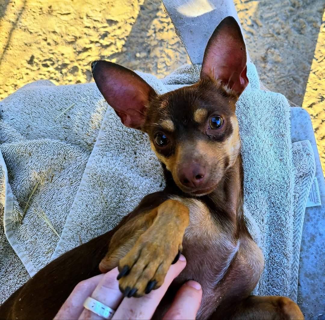 Enlarge Rocket, a Adoptable mixed breed in Selma, CA image 3/4