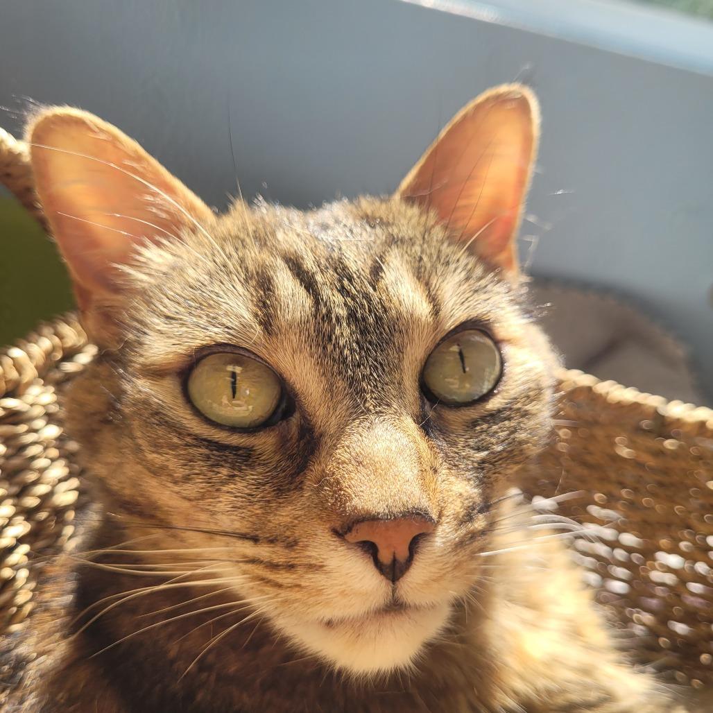 Lola, a Adoptable Domestic Short Hair in Knoxville, TN image 1/5