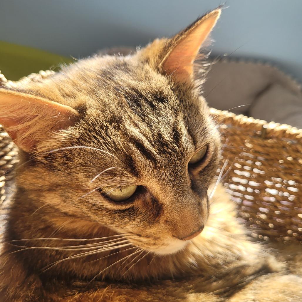 Lola, a Adoptable Domestic Short Hair in Knoxville, TN image 2/5