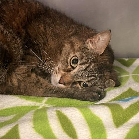 Lola, a Adoptable Domestic Short Hair in Knoxville, TN image 3/5