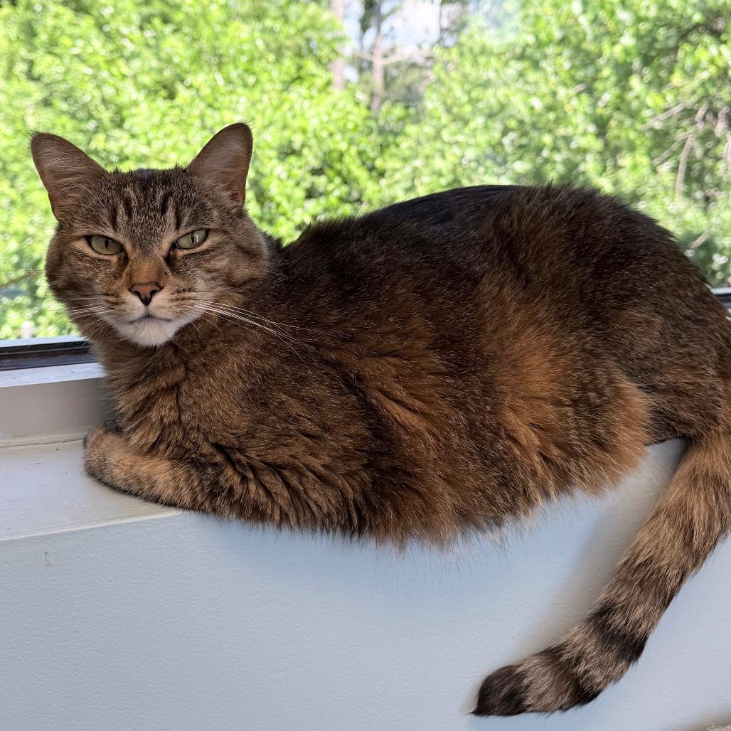 Lola, a Adoptable Domestic Short Hair in Knoxville, TN image 4/5