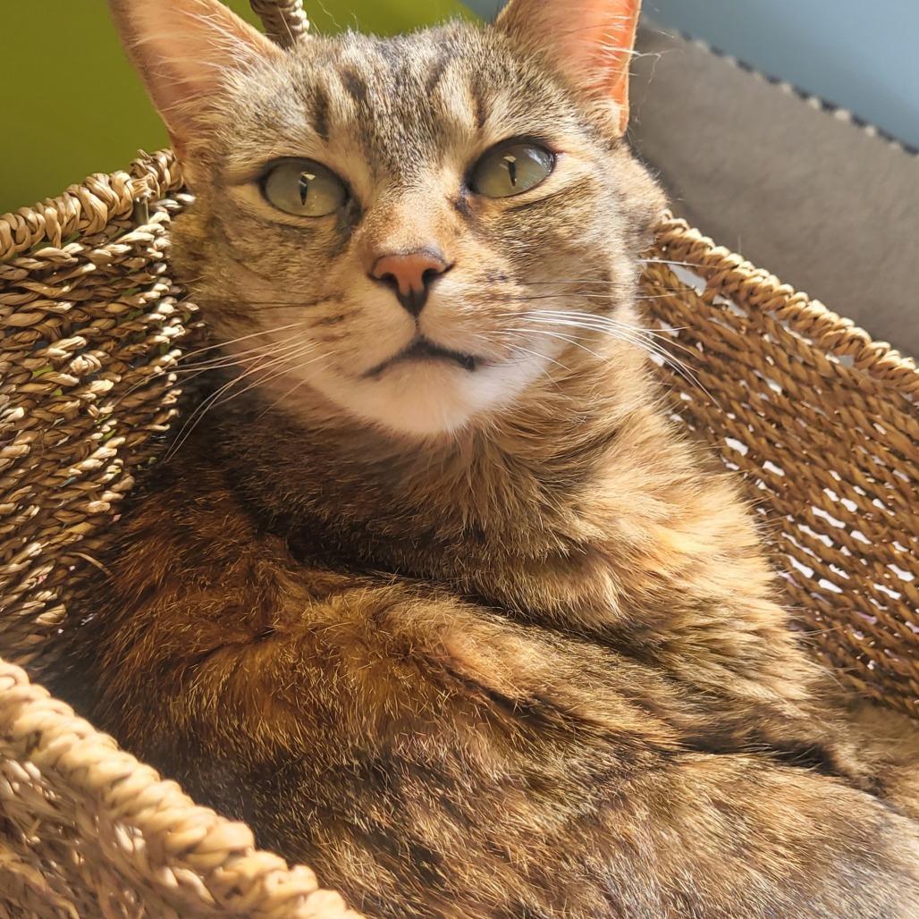 Lola, a Adoptable Domestic Short Hair in Knoxville, TN image 5/5