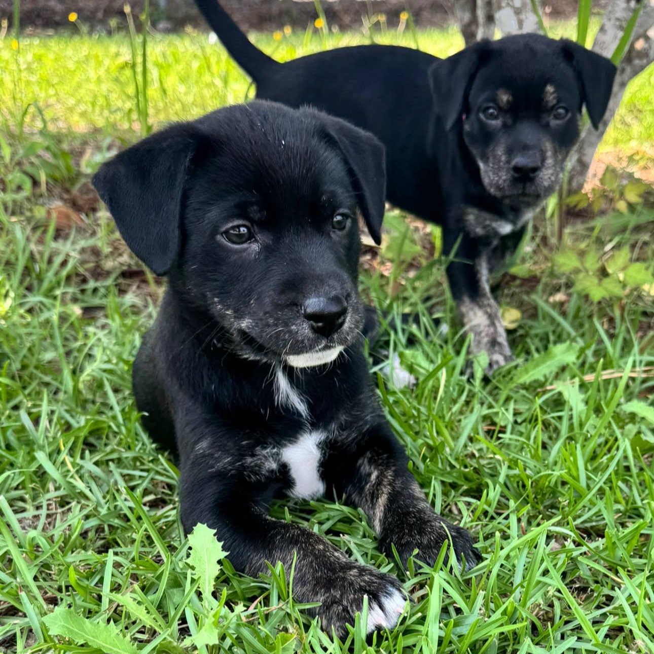 Lita, a ADOPTABLE mixed breed in Calabash, NC image 4/5
