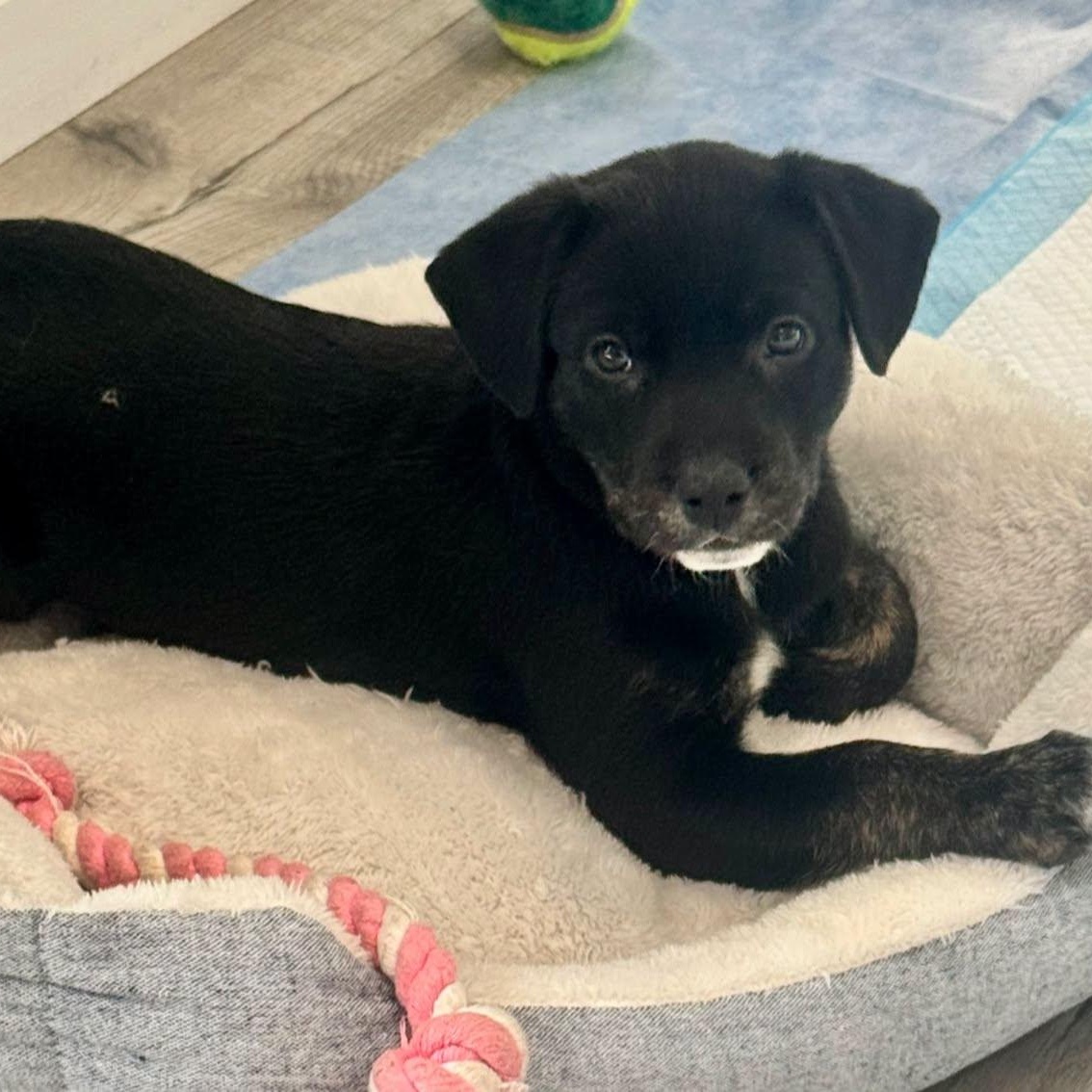 Lita, a ADOPTABLE mixed breed in Calabash, NC image 2/5