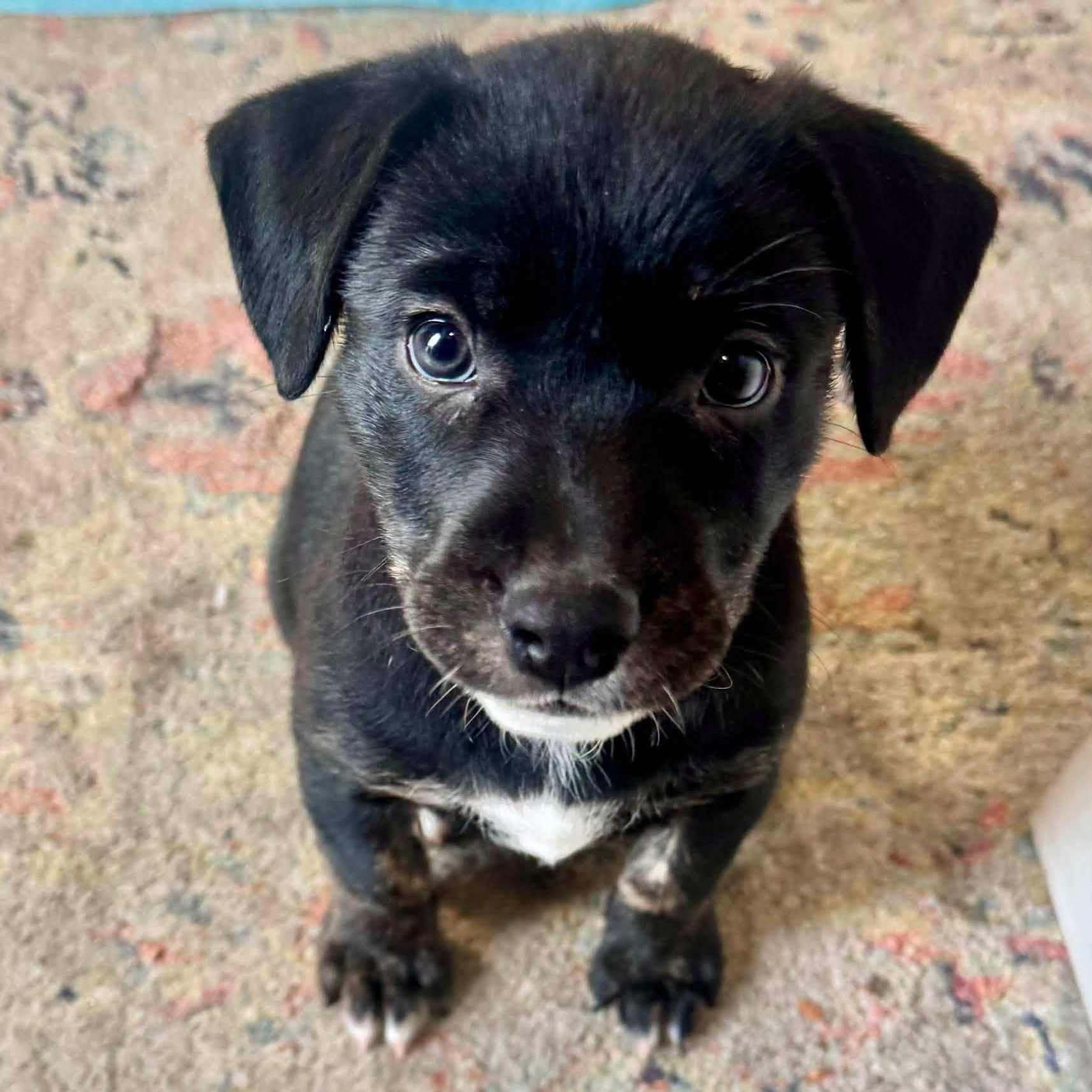 Lita, ADOPTABLE, Young Female Hound & Shepherd.