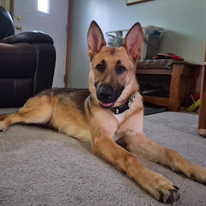Aspen, Adoptable, Young Female German Shepherd Dog.