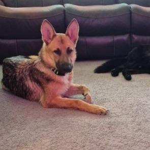 Enlarge Aspen, a Adoptable German Shepherd Dog in Van Horne, IA image 2/3