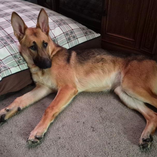 Enlarge Aspen, a Adoptable German Shepherd Dog in Van Horne, IA image 3/3