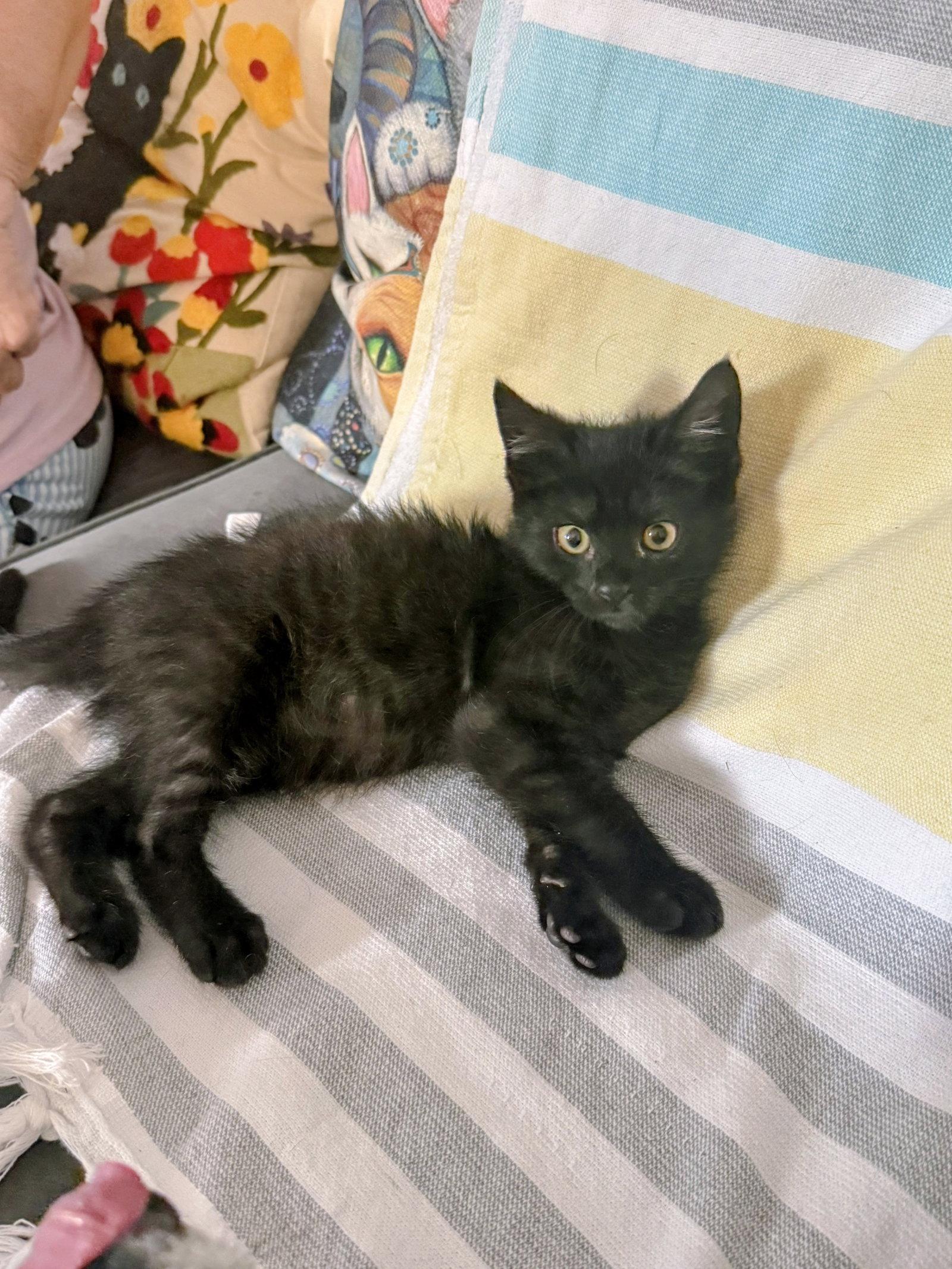 Alucard Kitten, a Adopted Domestic Medium Hair in Allentown, PA image 1/2